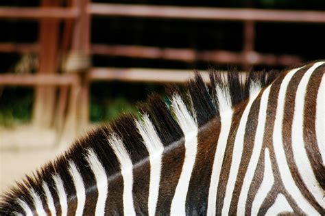 Black and White Zebra Animal · Free Stock Photo