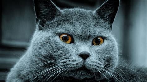 Amazing Russian Blue Cat 1920 x 1080 HDTV 1080p Wallpaper