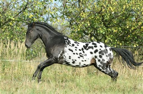 How Much Do Appaloosa Horses Weigh? | Horse is Love