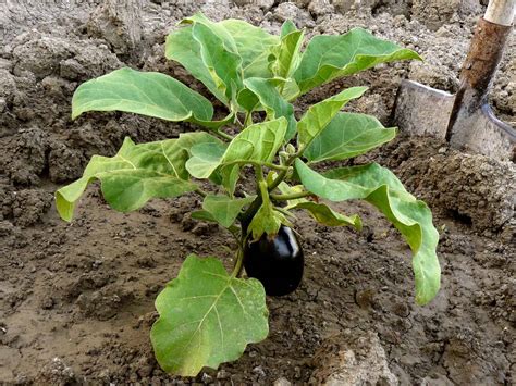 Brinjal Plant - Krishak Haat