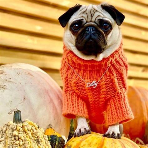 15 Trendy Halloween Costumes For Pugs | The Dogman