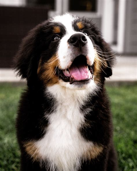 Are Bernese Mountain Dogs Good Family Pets