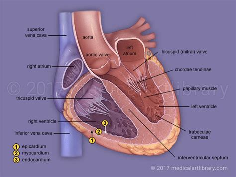 Heart Anatomy Internal - Medical Art Library