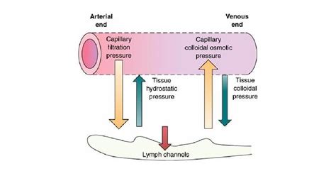 Hydrostatic pressure, capillary filtration pressure, capillary ...