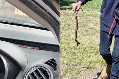 Woman Shares Terrifying Encounter With Venomous Snake in Car