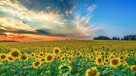 Broad Field Of Sunflowers Under Cloudy And Blue Sky During Sunset 4K HD ...