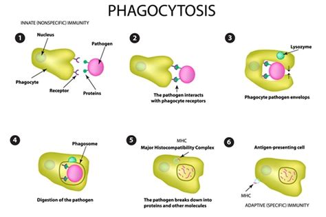 Phagocyte Structure