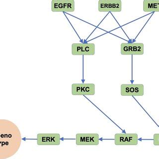 Schematic illustration of the simplified MAPK signaling pathway ...