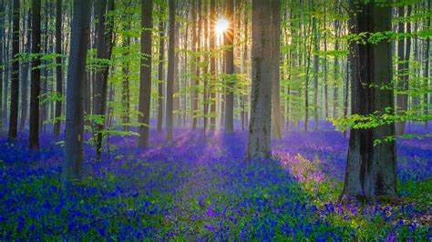 Bing HD Wallpaper Mar 21, 2021: A glimpse of the Blue Forest - Bing ...