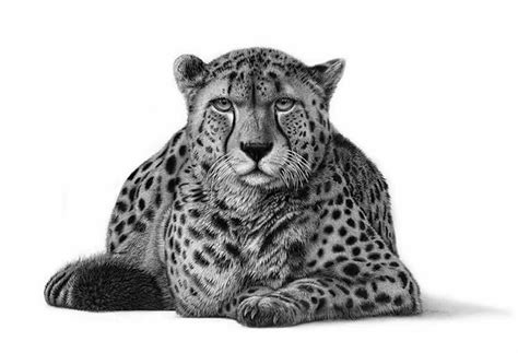 Realistic Animal Drawings: Hyper Realistic Animal Drawing Cheetah Vigilance