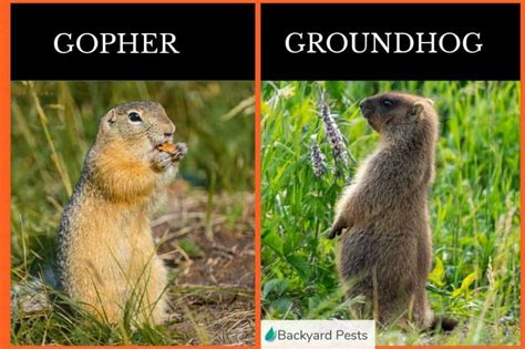 How to tell the difference between groundhogs and gophers #groundhogs # ...