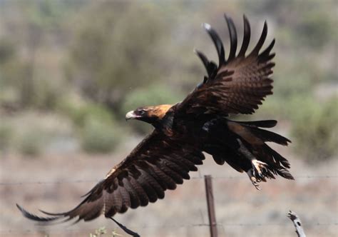 Richard Waring's Birds of Australia: Wedge-tailed Eagles photo bonanza