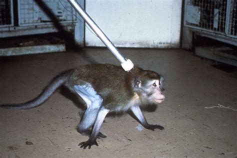 The Silver Spring Monkeys: The Case That Launched PETA | PETA