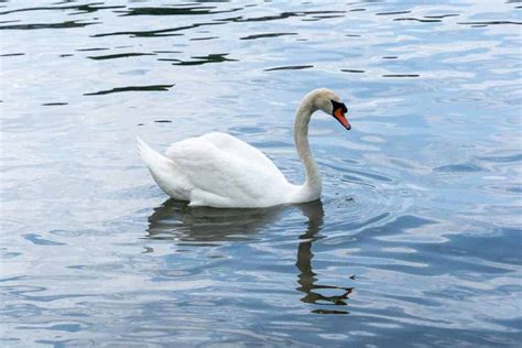 7 Spiritual Symbolism & Meanings Of Swan (Totem + Omens)