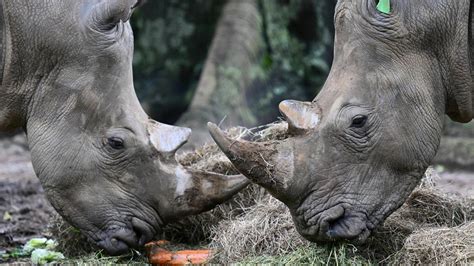 Botswana has seen a huge spike in rhinoceros poaching over the past 5 ...