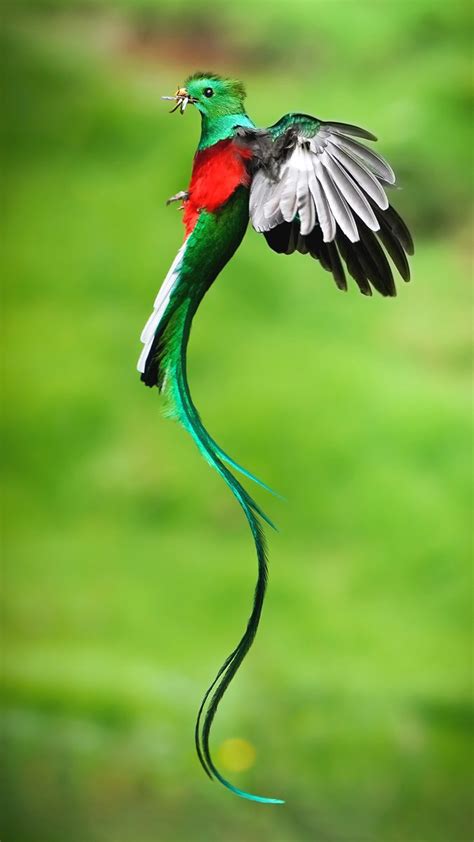 Costa Ricans Join Hands to Cultivate a Quetzal Community | Living Bird ...