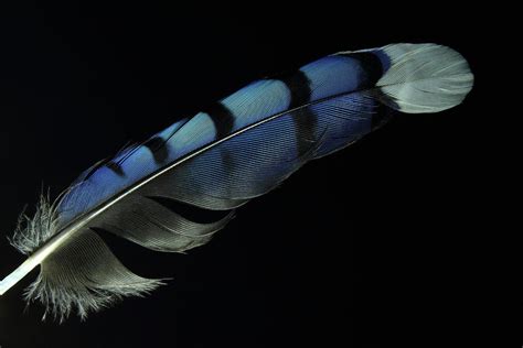 Blue Jay Feather Art