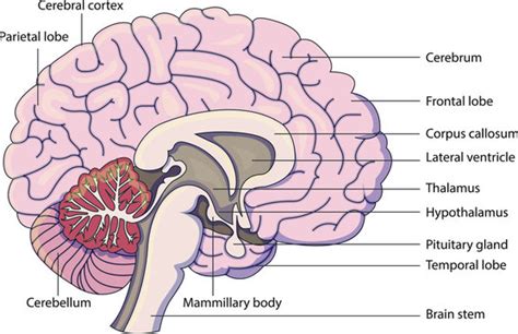 Brain Images Labeled