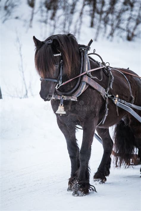 Horse Pulling Sled Snow Stock Photos - Free & Royalty-Free Stock Photos ...