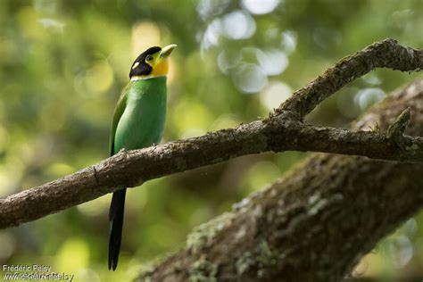 Long-tailed Broadbill - Psarisomus dalhousiae