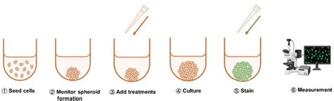 Cytotoxicity Assay - Creative Bioarray CellAssay