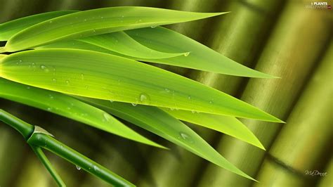 bamboo, drops, water, Leaf - Plants wallpapers: 1920x1080