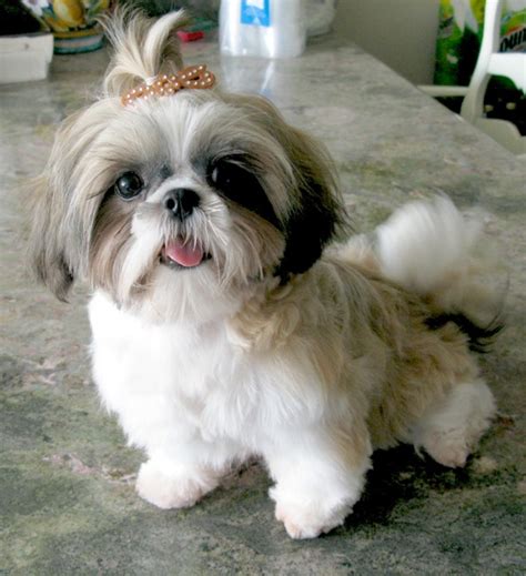 10 Best Shih Tzu Dog Names