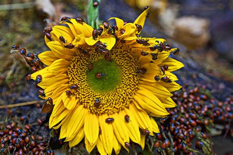 Sunflower covered in ladybugs Photograph by Garry Gay - Fine Art America