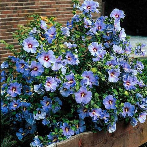 17 Best Rose of Sharon Varieties | Hibiscus Syriacus Types