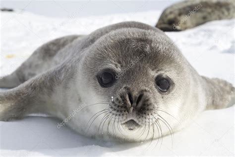 Weddell seal pups on the ice of the Antarctic Peninsula 1 — Stock Photo ...