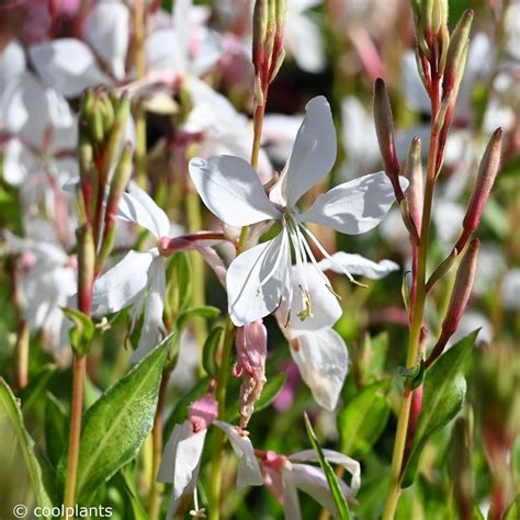 Dove plant information | cathyshepherdot