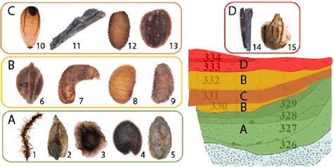 Stratigraphic distribution of examples of plant macrofossil types and ...