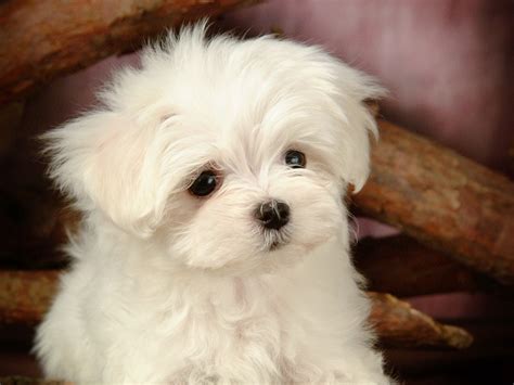 Lovely Little White Fluffy Puppy wallpaper 39 Preview | 10wallpaper.com