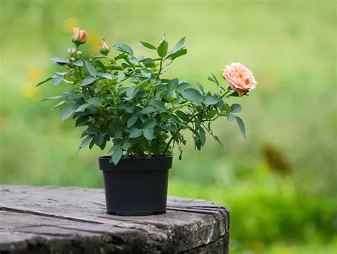 How To Grow Roses From Seeds 3 Different Ways - Minneopa Orchards