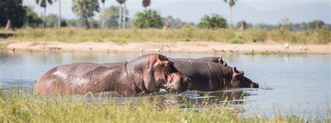 Wildlife | Malawi’s Experiences | Malawi Tourism