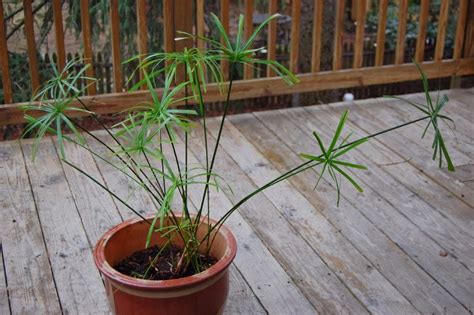 The Indoor Garden: How to care for a Papyrus in your house