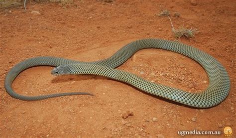 Mulga snake (Pseudechis australis) at the Australian Reptile Online ...