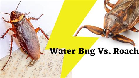 Water Bug Vs. Roach - The Cockroach Guide