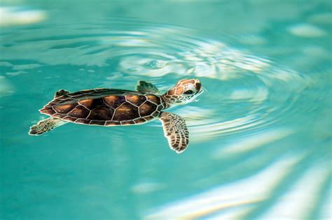 Baby Sea Turtles Pictures Cute Sea Turtles Pictures Images Pictures ...