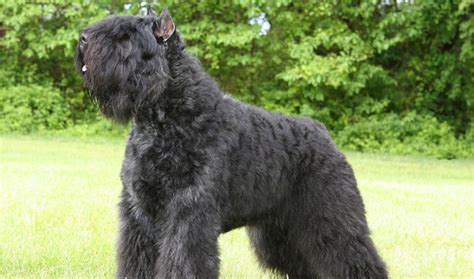 Bouvier des Flandres Breed Information - Vetstreet | Vetstreet