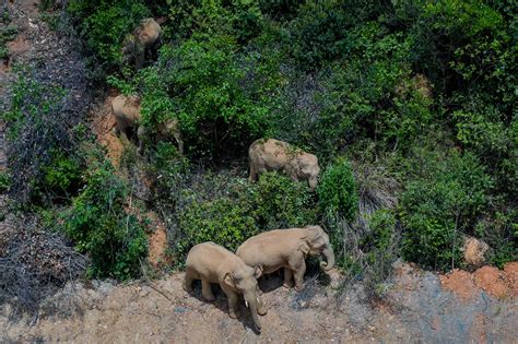 Elephants march on Chinese capital after 300-mile trek