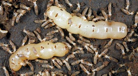 Queen termite 2 | Termites, Termite control, Termites facts