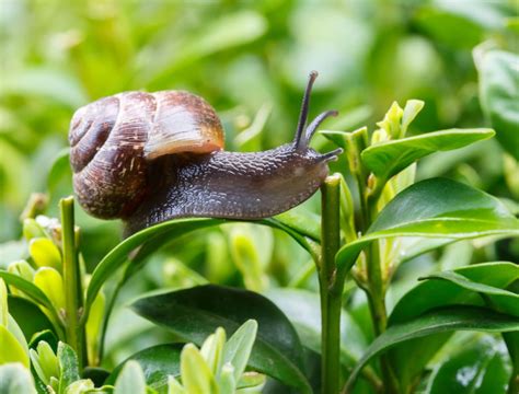 8 Types of Garden Pests Most Common in the Fall - Backyard Boss