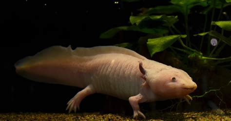 How Long Can An Axolotl Go Without Food?