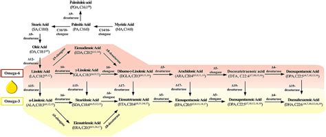 Frontiers | Key Enzymes in Fatty Acid Synthesis Pathway for Bioactive ...