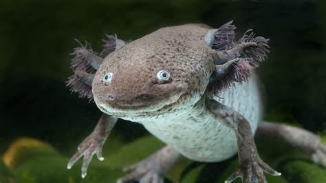 Axolotl | San Diego Zoo Animals & Plants