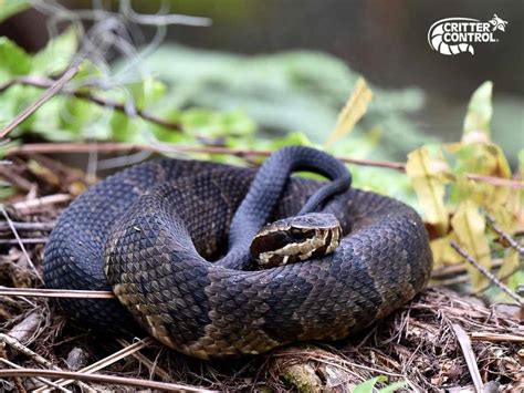 Are Water Moccasins Dangerous? | Critter Control Orlando