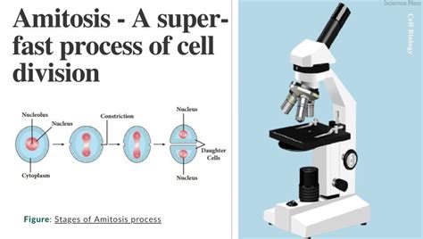 Amitosis - A Primitive Type of Cell Division | Amitotic Cell Division