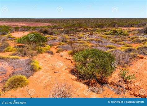 Australian Bushland Landscape with Green Shrubs Stock Photo - Image of ...