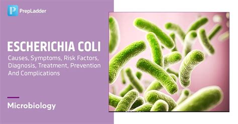 Escherichia Coli: Causes, Symptoms, Risk Factors, Diagnosis, Treatment ...